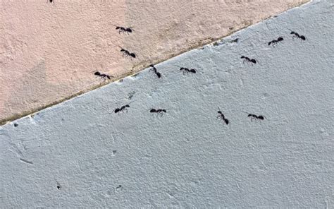 浴室突然很多螞蟻 在左邊